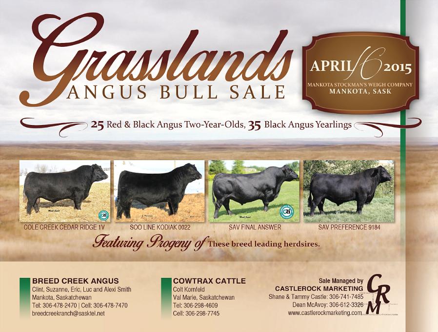 Grasslands Bull Sale