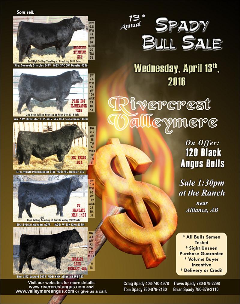 Spady Bull Sale